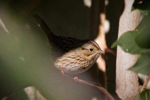 Lincoln's Sparrow Photo @ Kiwifoto.com