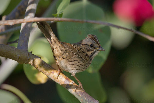 Lincoln's Sparrow Image @ Kiwifoto.com