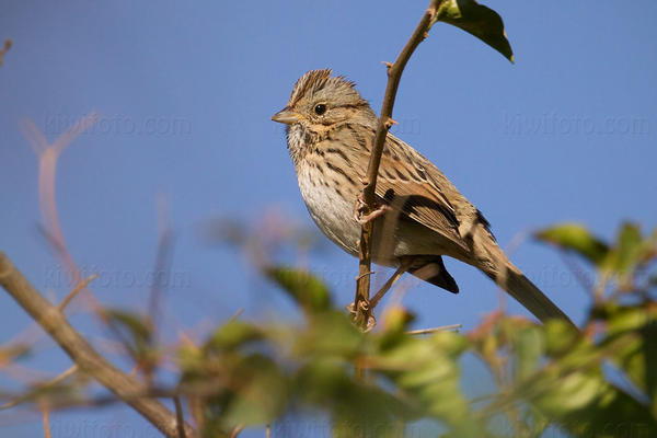 Lincoln's Sparrow Image @ Kiwifoto.com