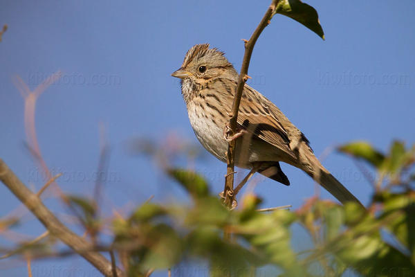 Lincoln's Sparrow