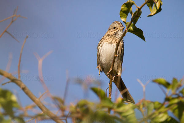 Lincoln's Sparrow Photo @ Kiwifoto.com