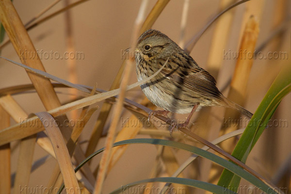 Lincoln's Sparrow Photo @ Kiwifoto.com