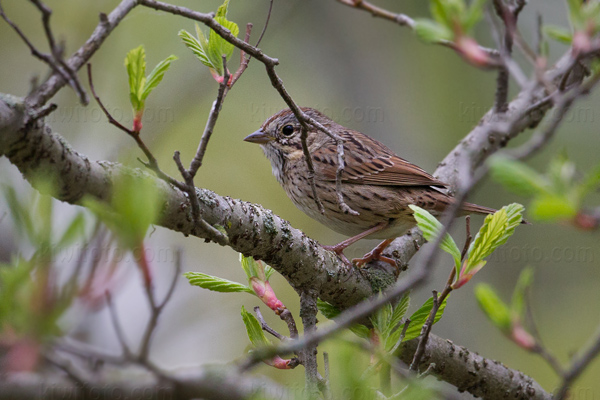 Lincoln's Sparrow Image @ Kiwifoto.com