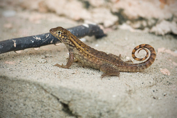 Little Bahama Curly-tailed Lizard (L. carinatus armouri)