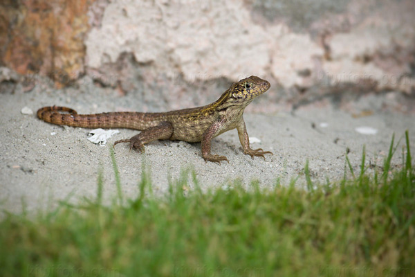 Little Bahama Curly-tailed Lizard (L. carinatus armouri)