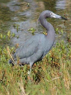 Little Blue Heron Picture @ Kiwifoto.com