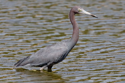 Little Blue Heron Image @ Kiwifoto.com