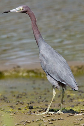 Little Blue Heron Photo @ Kiwifoto.com