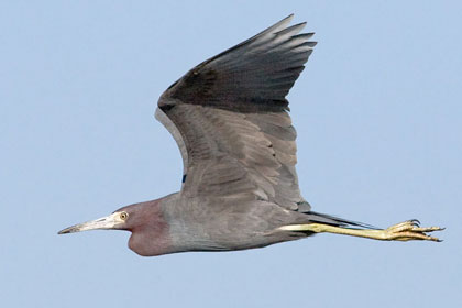 Little Blue Heron Picture @ Kiwifoto.com