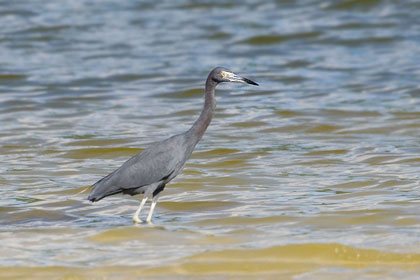 Little Blue Heron Image @ Kiwifoto.com