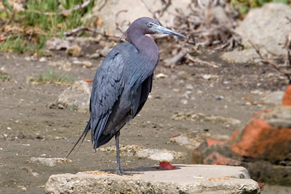 Little Blue Heron Image @ Kiwifoto.com