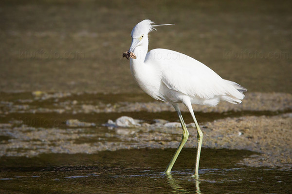 Little Blue Heron Picture @ Kiwifoto.com