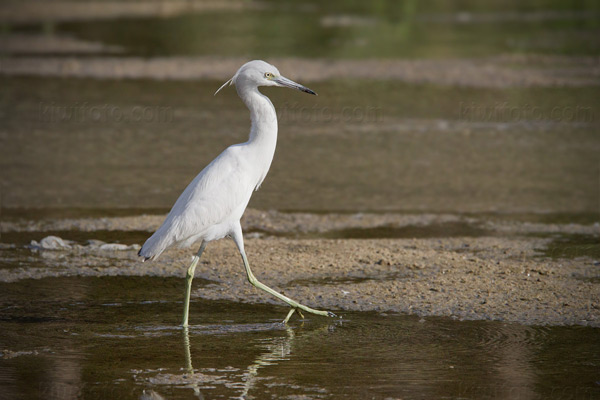 Little Blue Heron (juvenile)