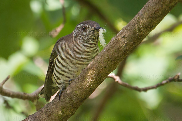 Little Bronze-cuckoo Image @ Kiwifoto.com