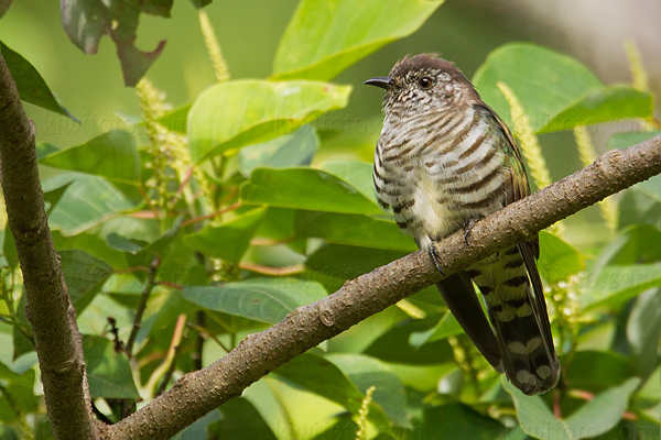 Little Bronze-cuckoo Photo @ Kiwifoto.com