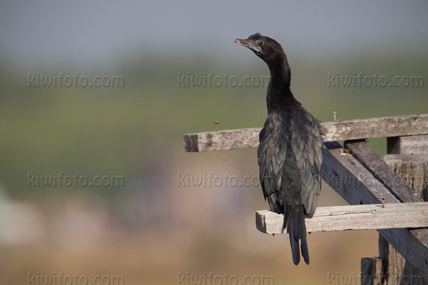 Little Cormorant Image @ Kiwifoto.com
