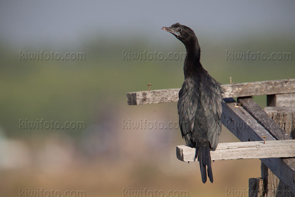 Little Cormorant