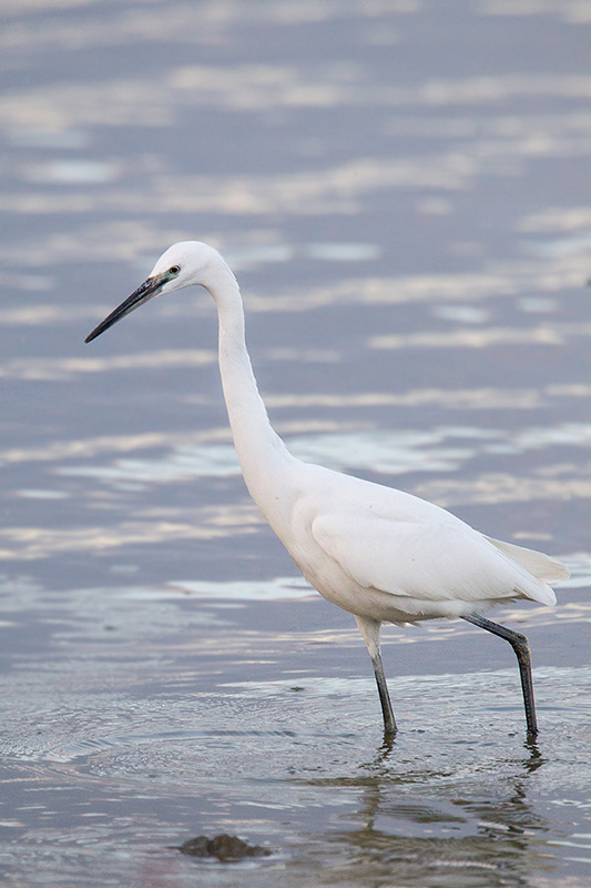 Little Egret Image @ Kiwifoto.com