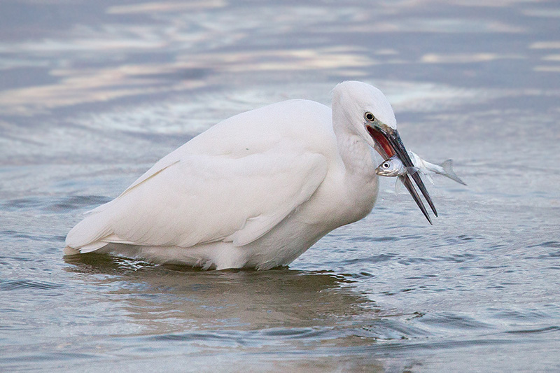 Little Egret Photo @ Kiwifoto.com