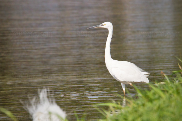 Little Egret Picture @ Kiwifoto.com