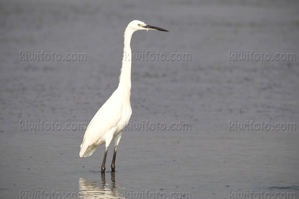 Little Egret Picture @ Kiwifoto.com