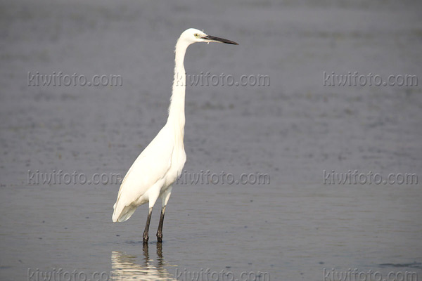 Little Egret Photo @ Kiwifoto.com