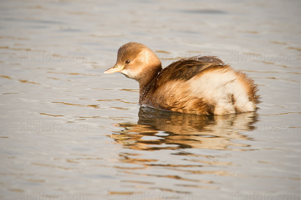 Little Grebe Photo @ Kiwifoto.com