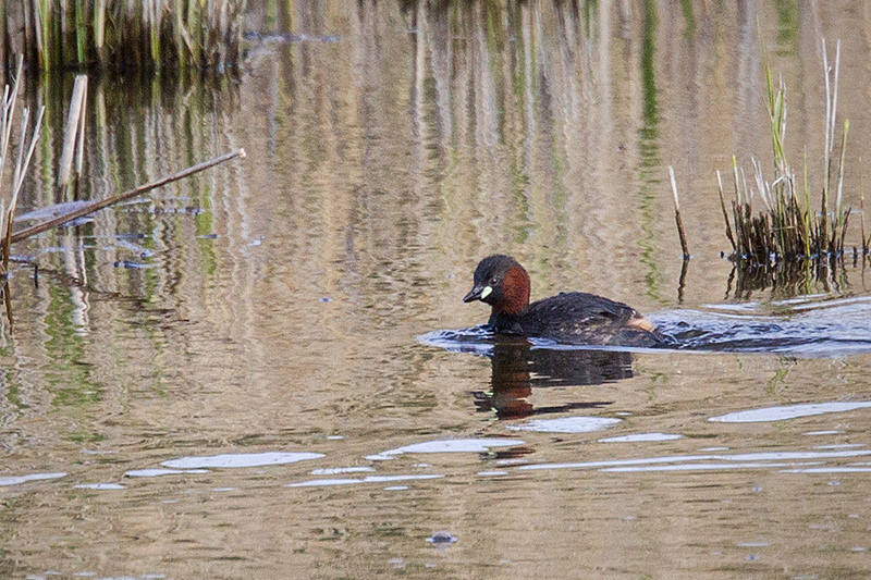 Little Grebe @ Hejresøe, Hovedstaden, Denmark