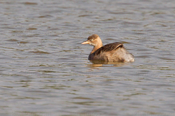 Little Grebe Picture @ Kiwifoto.com