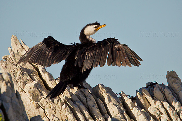 Little Pied Cormorant Image @ Kiwifoto.com