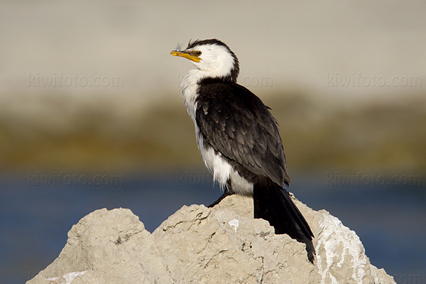 Little Pied Cormorant