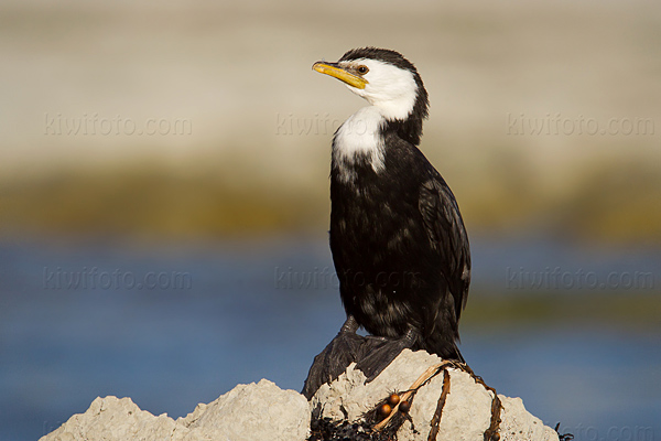 Little Pied Cormorant Image @ Kiwifoto.com