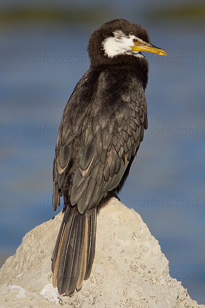 Little Pied Cormorant Image @ Kiwifoto.com