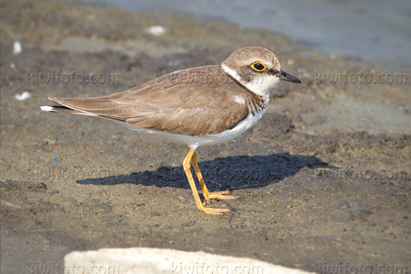 Little Ringed Plover Photo @ Kiwifoto.com