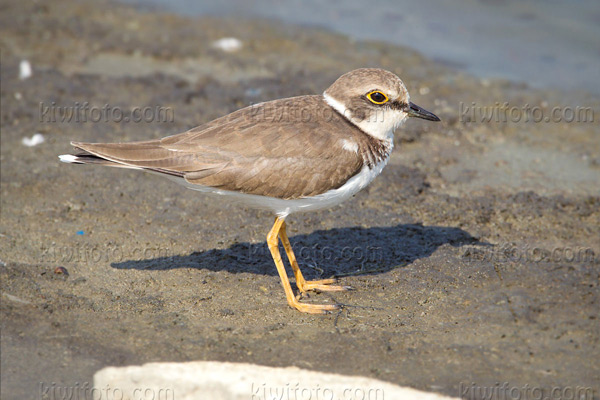 Little Ringed Plover Image @ Kiwifoto.com