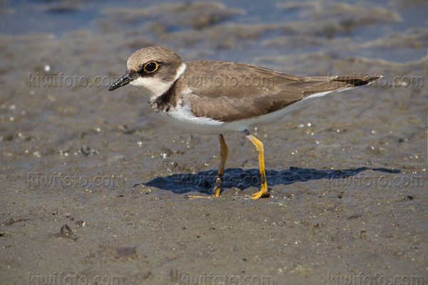 Little Ringed Plover