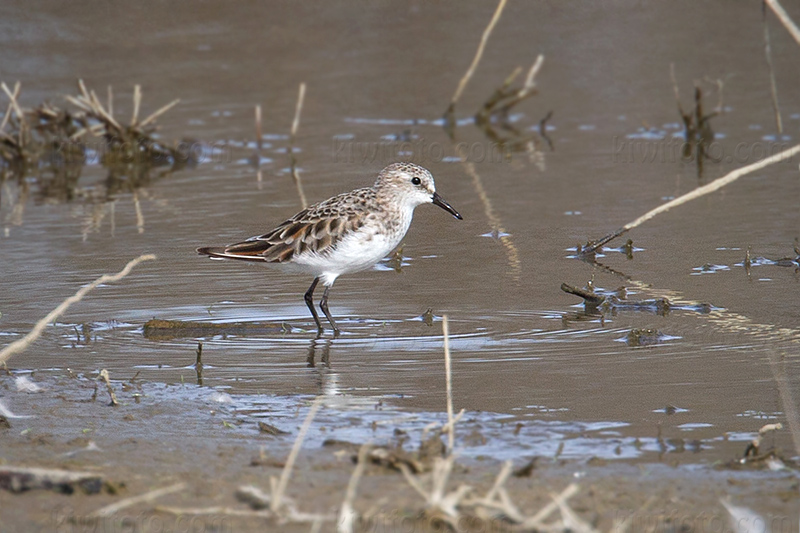 Little Stint Photo @ Kiwifoto.com