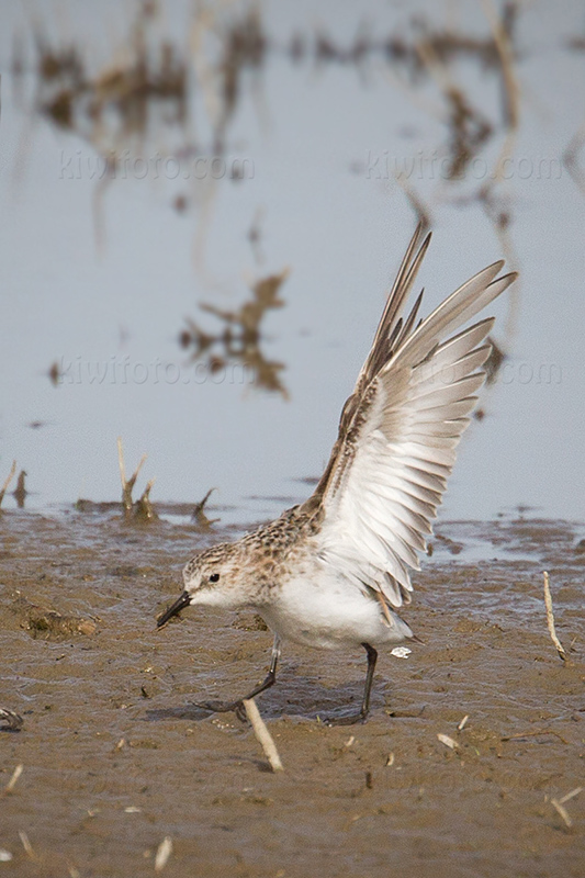 Little Stint Picture @ Kiwifoto.com