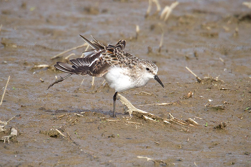 Little Stint Photo @ Kiwifoto.com