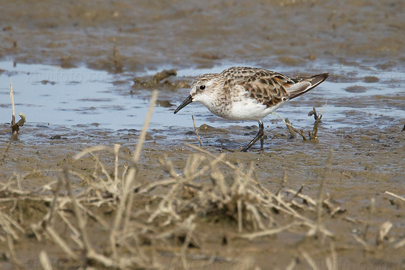 Little Stint Photo @ Kiwifoto.com