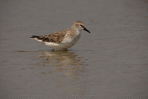 Little Stint Picture @ Kiwifoto.com