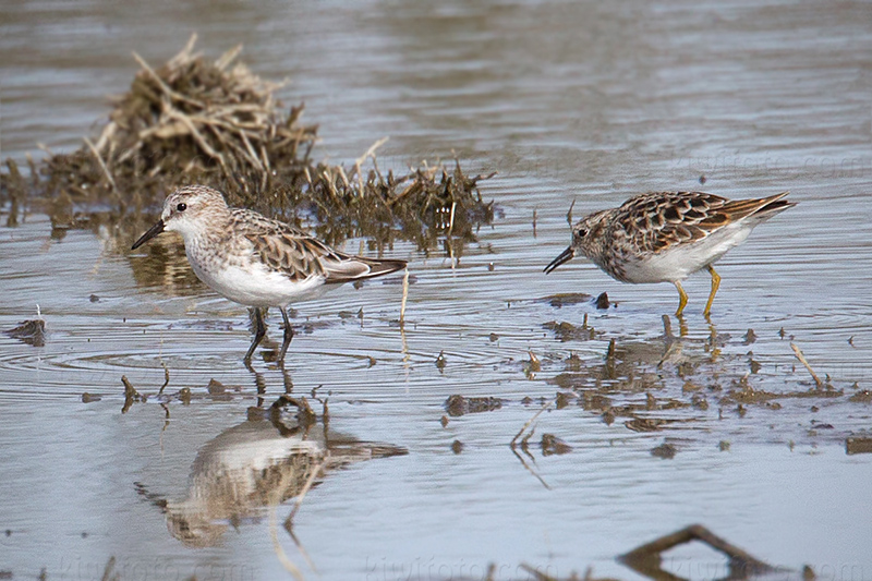 Little Stint Picture @ Kiwifoto.com