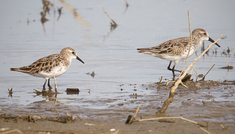 Little Stint Picture @ Kiwifoto.com