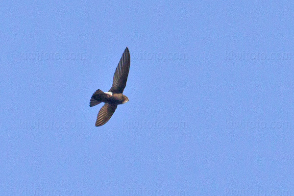 Little Swift Picture @ Kiwifoto.com