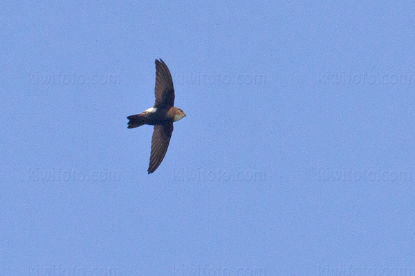 Little Swift Image @ Kiwifoto.com