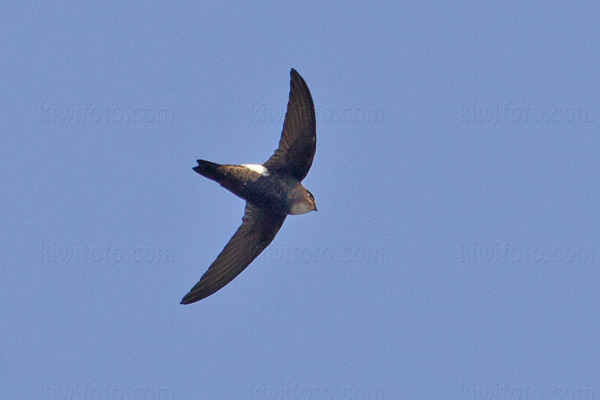 Little Swift Picture @ Kiwifoto.com