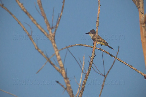 Loggerhead Kingbird Photo @ Kiwifoto.com