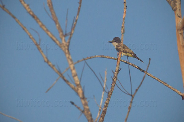 Loggerhead Kingbird