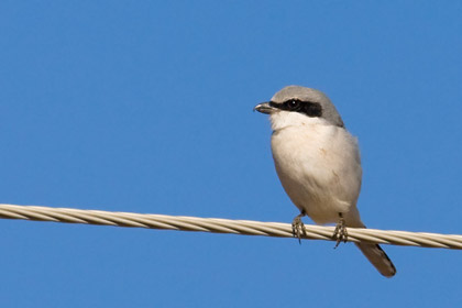 Loggerhead Shrike Picture @ Kiwifoto.com