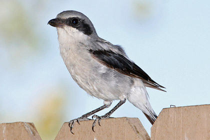 Loggerhead Shrike Picture @ Kiwifoto.com